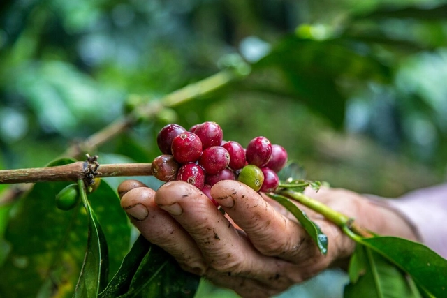 The origin of coffee: what Ethiopians actually say