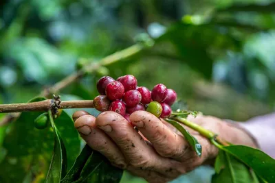 The origin of coffee: what Ethiopians actually say