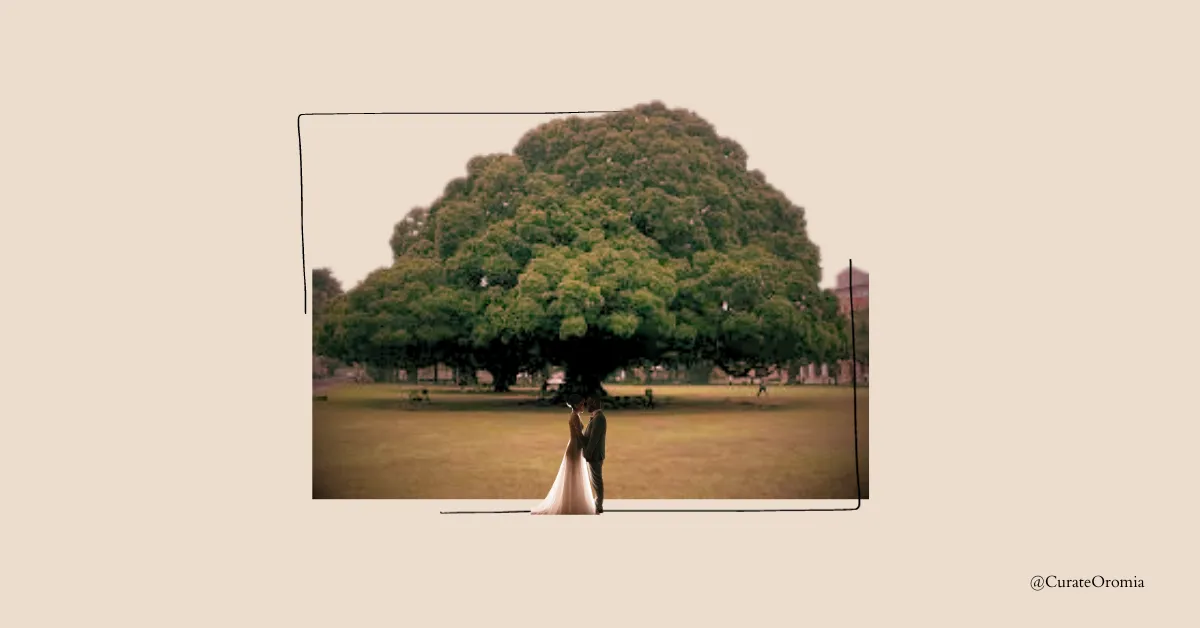 Protocols Of A Traditional Oromo Marriage Proposal 
